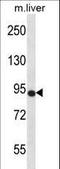 Neurotrophic Receptor Tyrosine Kinase 3 antibody, LS-C164510, Lifespan Biosciences, Western Blot image 