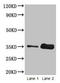 Alpha/beta-gliadin antibody, LS-C212222, Lifespan Biosciences, Western Blot image 