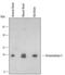 Peroxiredoxin 5 antibody, AF5724, R&D Systems, Western Blot image 