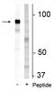 Niban Apoptosis Regulator 2 antibody, P09391, Boster Biological Technology, Western Blot image 