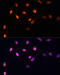 KI-67 antibody, 16-798, ProSci, Immunofluorescence image 