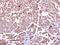 Cholecystokinin B Receptor antibody, GTX100347, GeneTex, Immunohistochemistry paraffin image 