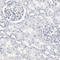 Non-SMC Condensin I Complex Subunit H antibody, HPA002647, Atlas Antibodies, Immunohistochemistry paraffin image 