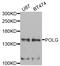 DNA Polymerase Gamma, Catalytic Subunit antibody, LS-B15525, Lifespan Biosciences, Western Blot image 