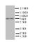 Protein Phosphatase 1 Regulatory Subunit 15B antibody, orb76228, Biorbyt, Western Blot image 