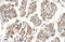 Motile Sperm Domain Containing 3 antibody, 31-366, ProSci, Enzyme Linked Immunosorbent Assay image 