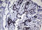 Nibrin antibody, LS-C175624, Lifespan Biosciences, Immunohistochemistry frozen image 