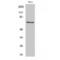 Paxillin antibody, LS-C380820, Lifespan Biosciences, Western Blot image 