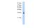 Zinc Finger Protein 197 antibody, PA5-41523, Invitrogen Antibodies, Western Blot image 