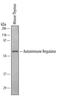 Autoimmune Regulator antibody, AF6184, R&D Systems, Western Blot image 