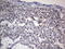 Adiponectin, C1Q And Collagen Domain Containing antibody, LS-C339243, Lifespan Biosciences, Immunohistochemistry frozen image 