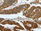 Keratin 19 antibody, CSB-PA909758, Cusabio, Immunohistochemistry frozen image 
