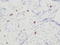 Resistin antibody, XP-5261, ProSci, Immunohistochemistry frozen image 