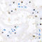 Forkhead Box C1 antibody, LS-C354239, Lifespan Biosciences, Immunohistochemistry frozen image 