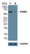 Proteasome 26S Subunit, Non-ATPase 5 antibody, LS-C374860, Lifespan Biosciences, Western Blot image 
