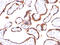 Human Chorionic gonadotrophin antibody, AM50097PU-S, Origene, Immunohistochemistry frozen image 