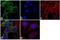 Protein Kinase AMP-Activated Non-Catalytic Subunit Beta 1 antibody, 711320, Invitrogen Antibodies, Immunofluorescence image 