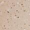 Small G Protein Signaling Modulator 2 antibody, NBP1-93638, Novus Biologicals, Immunohistochemistry frozen image 