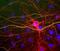 Neurofilament Light antibody, NBP1-05219, Novus Biologicals, Immunofluorescence image 