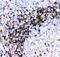 CD79a antibody, PA5-78999, Invitrogen Antibodies, Immunohistochemistry frozen image 