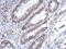 Phospholipase A2 Group IVF antibody, NBP2-19854, Novus Biologicals, Immunohistochemistry paraffin image 