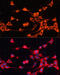 ATP Binding Cassette Subfamily B Member 10 antibody, 15-204, ProSci, Immunofluorescence image 