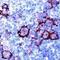 CD40 Molecule antibody, PA1-37334, Invitrogen Antibodies, Immunohistochemistry frozen image 