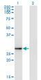 Exosome Component 5 antibody, LS-C139344, Lifespan Biosciences, Western Blot image 