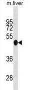 Interferon Regulatory Factor 3 antibody, abx031370, Abbexa, Western Blot image 