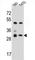 Olfactory Receptor Family 4 Subfamily P Member 4 antibody, abx026762, Abbexa, Western Blot image 