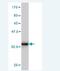 Ubiquitin Like 5 antibody, H00059286-M01, Novus Biologicals, Western Blot image 