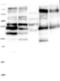 Glutamate Decarboxylase Like 1 antibody, NBP1-85863, Novus Biologicals, Western Blot image 