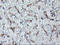 Neuroplastin antibody, LS-C173758, Lifespan Biosciences, Immunohistochemistry frozen image 
