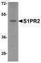 Sphingosine-1-Phosphate Receptor 2 antibody, A02904, Boster Biological Technology, Western Blot image 