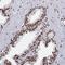 Protocadherin Beta 11 antibody, HPA045042, Atlas Antibodies, Immunohistochemistry frozen image 