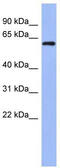 RNA Binding Motif Protein 47 antibody, TA343889, Origene, Western Blot image 