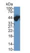 Alpha-1-acid glycoprotein antibody, LS-C292722, Lifespan Biosciences, Western Blot image 