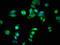 Serine Incorporator 1 antibody, orb400544, Biorbyt, Immunofluorescence image 