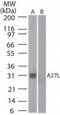 Vaccinia Virus Fusion Protein antibody, PA1-41502, Invitrogen Antibodies, Western Blot image 