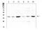 Sirtuin 4 antibody, A03764-1, Boster Biological Technology, Western Blot image 