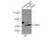 FKBP Prolyl Isomerase Like antibody, 10060-1-AP, Proteintech Group, Immunoprecipitation image 