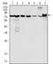 LIM Domain Containing Preferred Translocation Partner In Lipoma antibody, NBP1-47516, Novus Biologicals, Western Blot image 