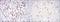 FYN Proto-Oncogene, Src Family Tyrosine Kinase antibody, NBP2-37588, Novus Biologicals, Immunohistochemistry paraffin image 