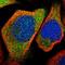 Kelch Domain Containing 1 antibody, HPA020461, Atlas Antibodies, Immunofluorescence image 