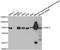 Trafamn antibody, STJ25953, St John