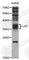 Linker For Activation Of T Cells antibody, A5650, ABclonal Technology, Western Blot image 