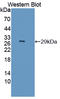 NFKB Inhibitor Epsilon antibody, LS-C374814, Lifespan Biosciences, Western Blot image 