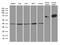 Glutaredoxin 3 antibody, MA5-27392, Invitrogen Antibodies, Western Blot image 