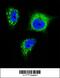 Neurotrophic Receptor Tyrosine Kinase 1 antibody, 63-143, ProSci, Immunofluorescence image 