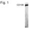 Semaphorin 4D antibody, PA1-4202, Invitrogen Antibodies, Western Blot image 